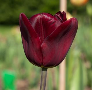 Tulipán Jan Reus - csomag 5 darab - Tulipa Jan Reus