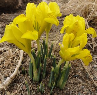 Danford iris – large pack! – 100 pcs; dwarf iris