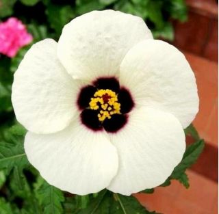 เวนิซมาลโลว์เมล็ดพันธุ์ดอกไม้แห่งชั่วโมง - 220 เมล็ด - Hibiscus trionum