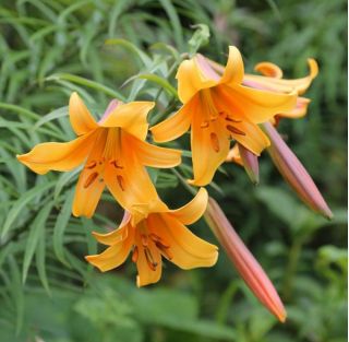 Lilium, Lily African Queen