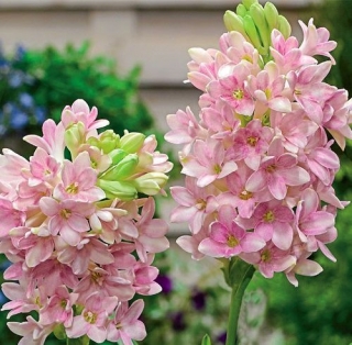 Sensation tuberose Polianthes - ароматни светлорозови цветя - XL опаковка! - 50 бр.