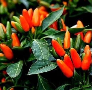 Ornamental Pepper seeds - Capsicum annuum - 100 seeds