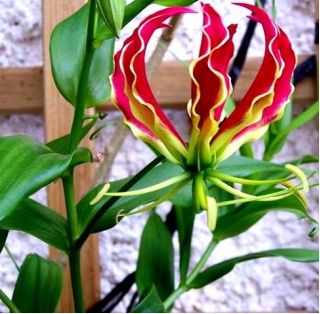 Gloriosa, Ognjena lilija, Plamena Lily Rothschildiana - čebulica / gomolj / koren