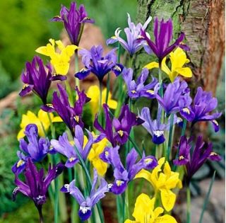 Botanical iris – colour selection – large pack! – 100 pcs