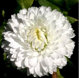 English Daisy Roggli دانه های سفید - Bellis perennis - 600 دانه - Bellis perennis grandiflora. 