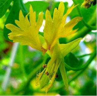 כנרית מטפס, זרעי ציפור הקנריים ציפור - Tropaeolum peregrinum - 24 זרעים