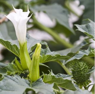 Floarea de floarea-soarelui, semințele lui Angel's Trompets - Datura fastuosa - 21 de semințe