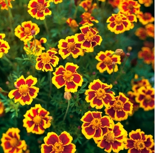 Mexican marigold "Marietta" - edible flowers; Aztec marigold
