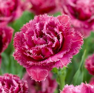 Linh vật hoa tulip - Linh vật hoa tulip - 5 củ - Tulipa Mascotte