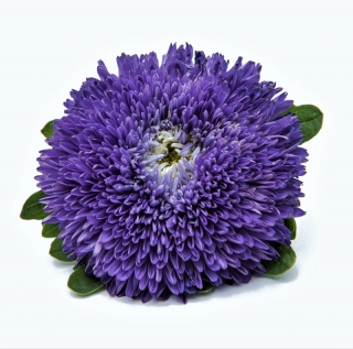 أستر أزرق مزهر من البوم - 500 حبة - Callistephus chinensis - ابذرة
