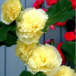 Rose Trémière Chater's Double Yellow - Althaea rosea fl. PL. - 50 graines - Alcea