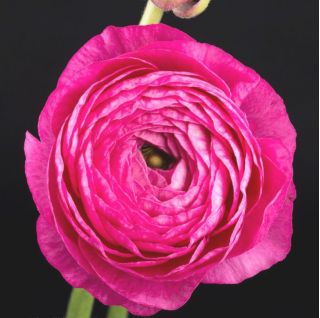 Pryskyřník, Pryskyřník Růžový - 10 květinové cibule - Ranunculus