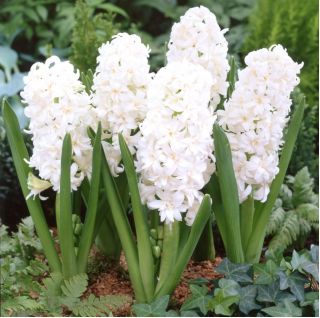 Pha lê tuyết đôi Hyacinthus - Pha lê tuyết đôi Hyacinth - 3 củ giống