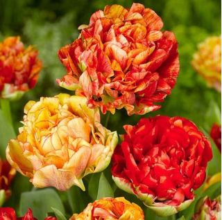 Hoa tulip đôi Gudoshnik - 5 chiếc - Tulipa Double Gudoshnik