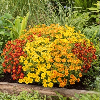 Signet marigold - zmes semien - 600 semien - Tagetes tenuifolia - semená