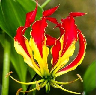 Gloriosa, Vatreni ljiljan, Plamen Lily Rothschildiana - lukovica / gomolj / korijen