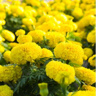 Marigold Lemon semená - Tagetes erecta - 300 semien