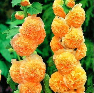 Alcea، Hollyhocks نارنجی - لامپ / غده / ریشه - Althaea rosea