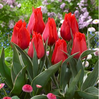 Niedrig wachsende rote Tulpe - Greigii rot - 5-tlg.