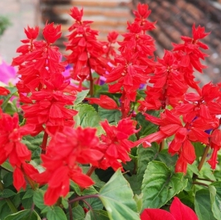 स्कारलेट ऋषि "पिकोलो" - कम-बढ़ती, लाल-फूलों वाली विविधता; उष्णकटिबंधीय ऋषि - 