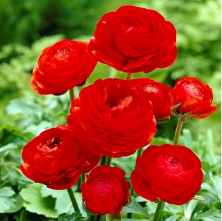 Renoncules - Rouge - paquet de 10 pièces - Ranunculus