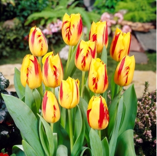 Tulipa Washington - Tulipán Washington - 5 cibule