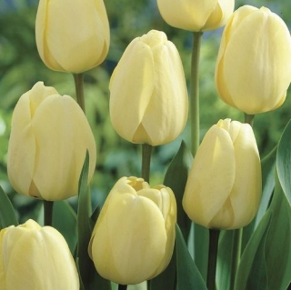 Tulipán blanco cremoso - ¡Paquete grande! - 50 pcs.