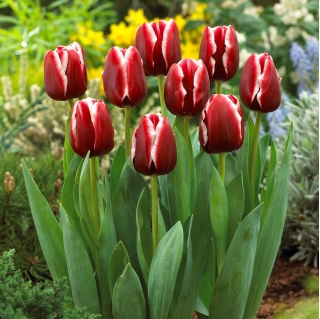 Tulipán "Armani" - balení 5 ks - 
