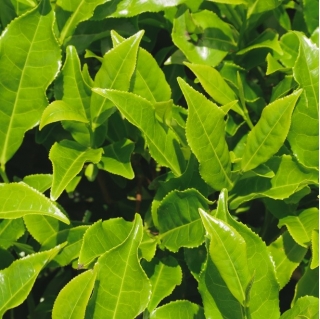 Hạt trà Trung Quốc - Camellia sinensis - 5 hạt