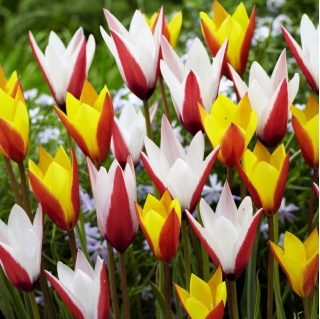Clusiana Tulips - مجموعة من 2 أصناف نباتية مزهرة - 50 حبة - 