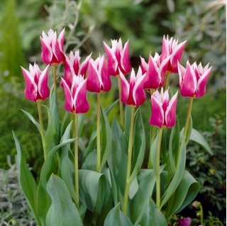 Tulipa com flor de lírio Claudia - pacote grande - 50 unidades