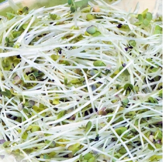 Germogli di semi con un piccolo germoglio - Senape bianca - 