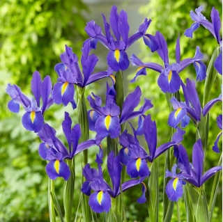 Iris hollandais "Decouverte" - 10 bulbes