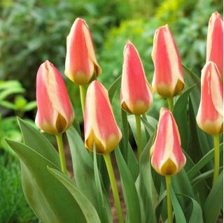Tulip Tarafa - embalagem grande! - 50 pcs.