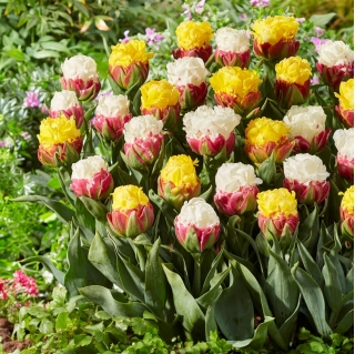 Happy Spring - 10 tulip bulbs - a composition of two varieties