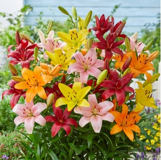 Lily - výber 10 kvetinové cibule - 