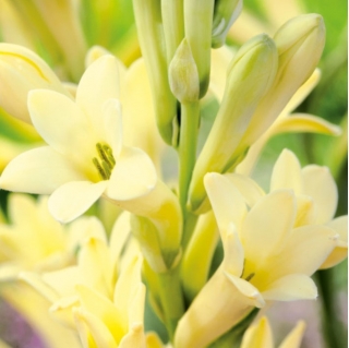 Tubereuse Super Gold/Strong Gold Polianthes - fleurs parfumees jaune dore - grand paquet ! - 10 pieces
