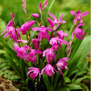 Hyacint orchidee, Chinese grondorchidee (Bletilla striata) - groot pakket! - 10 stuks - 
