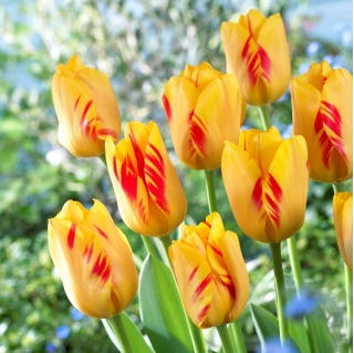 Tulipán olympijský oheň - XXXL balení 250 ks.