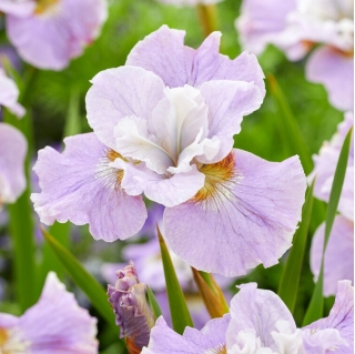 Siberian Iris - Dawn Waltz - GIGA Pack! - 50 pcs.