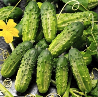 Courgette (zucchini) et graines de concombre - sélection de 4 variétés - 