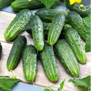 Field cucumber seeds - selection of 4 varieties