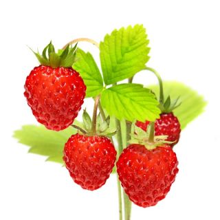 Alpine Strawberry Baron Solemacher seeds - Fragaria vesca - 256 seeds