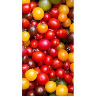 Cherry Tomato zmiešané semená - Lycopersicon esculentum - Solanum lycopersicum 