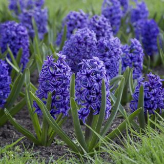 Hyacinthus蓝色夹克 - 风信子蓝色夹克 -  3个洋葱
