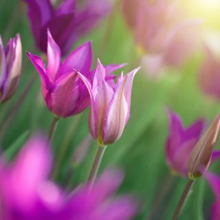 Tulipán Maytime - csomag 5 darab - Tulipa Maytime