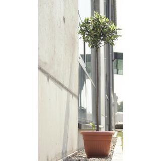 Pot tanaman luar ruangan "Terra" ø 25 cm dengan cawan - berwarna terakota - 