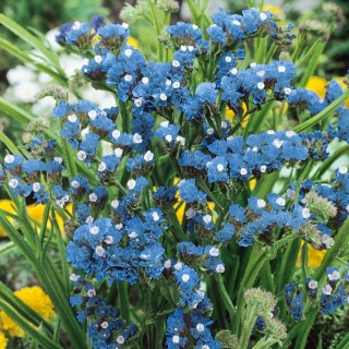 Blue Statiniai sėklos - Campanula drabifolia - 105 sėklos - Limonium sinuatum