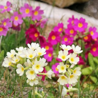 Sementes de Primrose Crescendo Mix - Primula elatior - 330 sementes