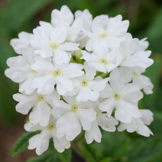 Beyaz Verbena tohumları - Verbena x hybrida - 120 seeds
